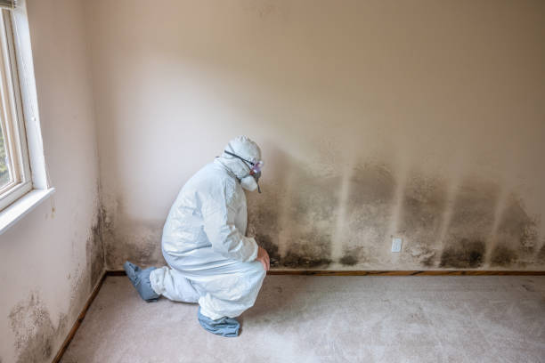 Mold Removal and Inspection